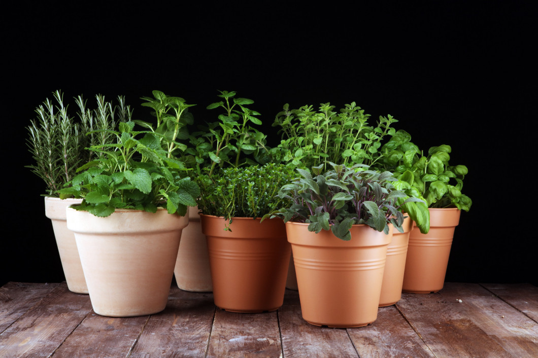 Homegrown and aromatic herbs in old clay pots on rustic backgrou