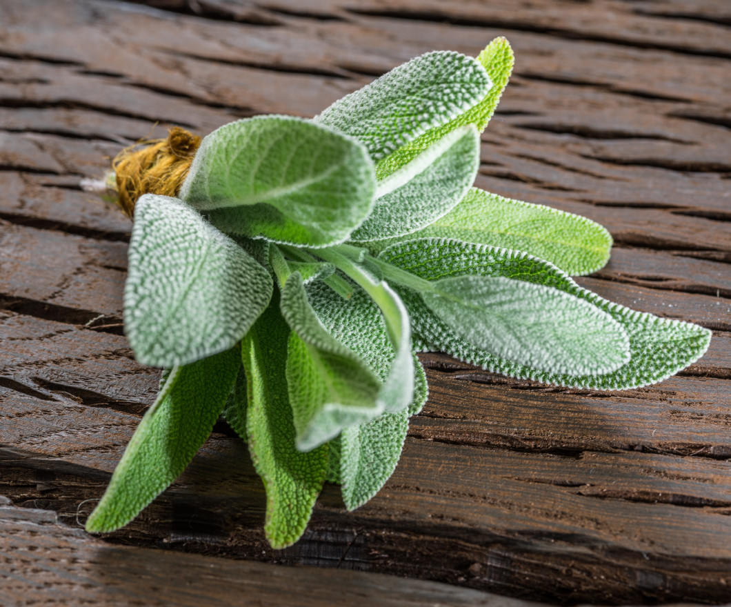 Fresh leaves of garden sage on the wooden background.