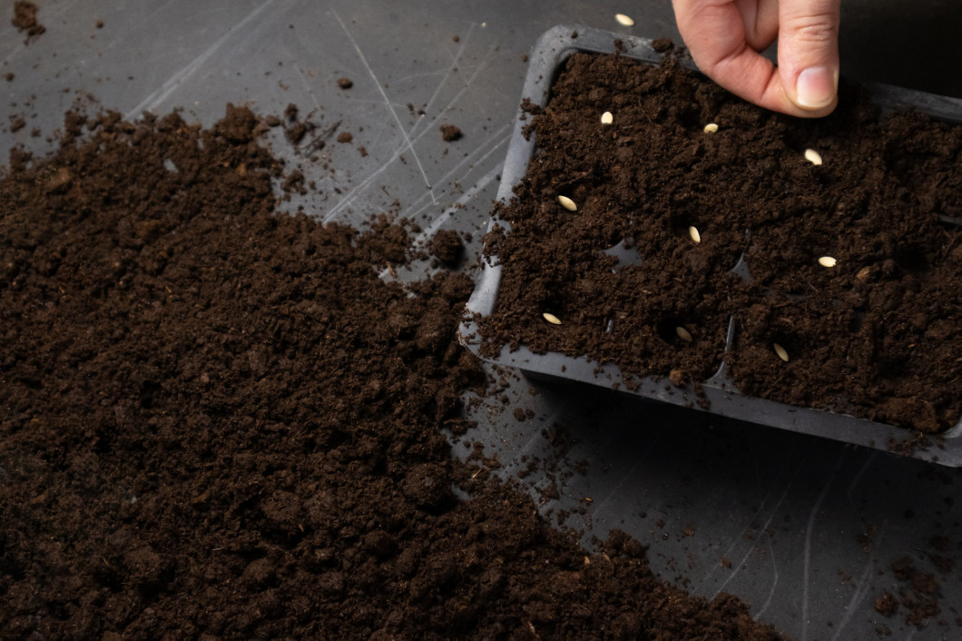 Farmer hand sawing seed on soil close up. Farmer's Hand Planting Seeds, selective focus.