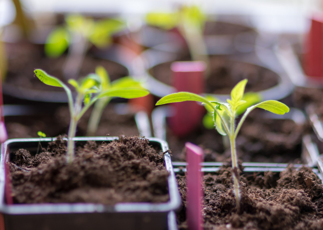 fragments of small green plants in black plastic boxes and color