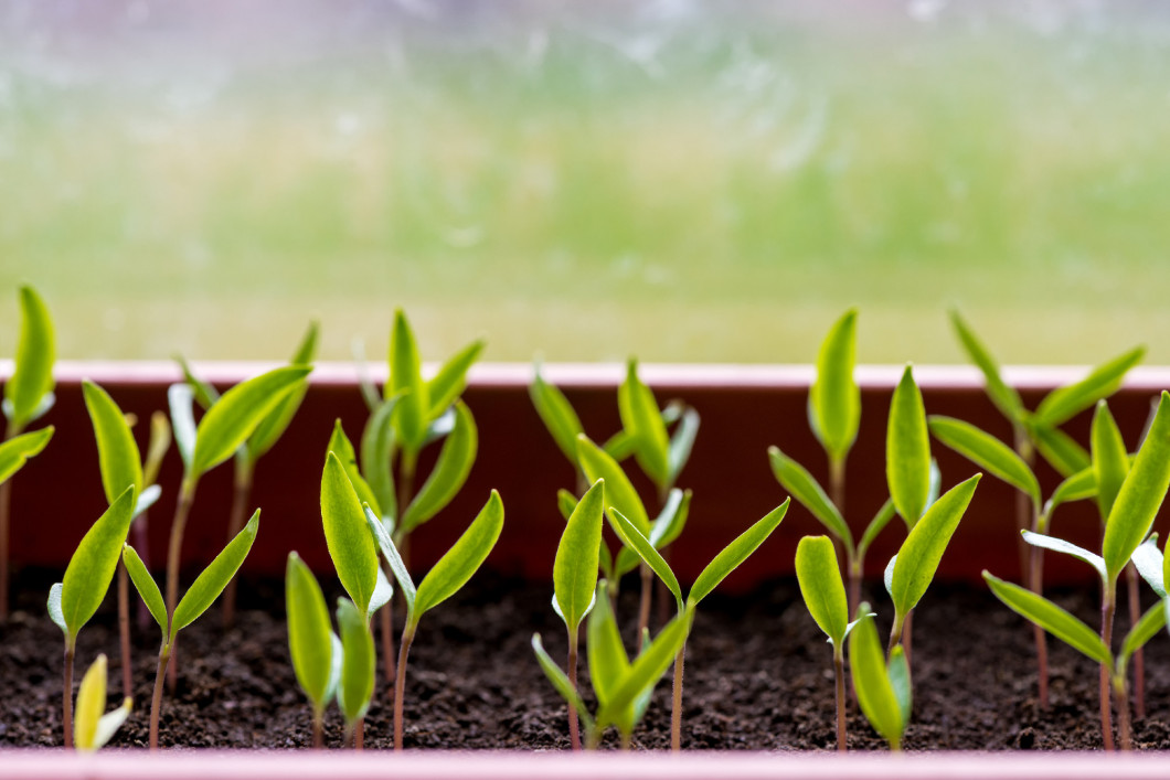 pepper seedlings growing in a greenhouse - selective focus, copy space