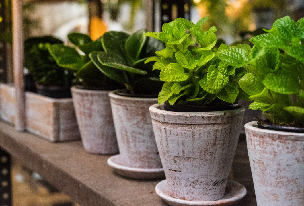 Small herbs in plantation.