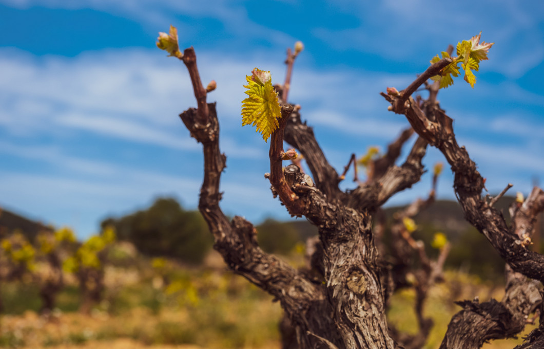 Landscape with vineyards