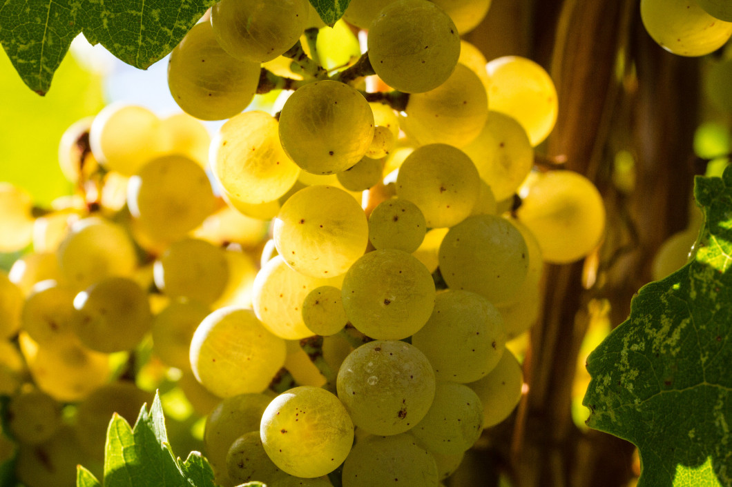 White Wine Grapes