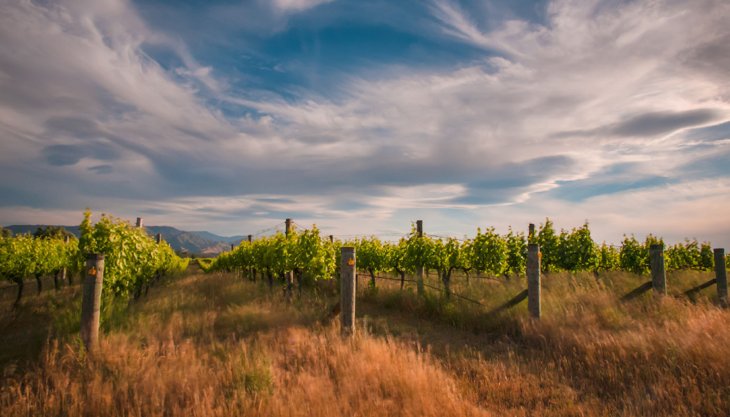 new zealand vineyard near Blenheim under a dramatic sky