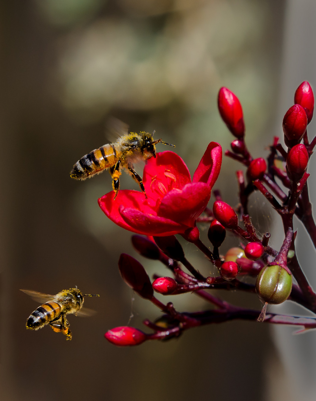 Two flying honeybees