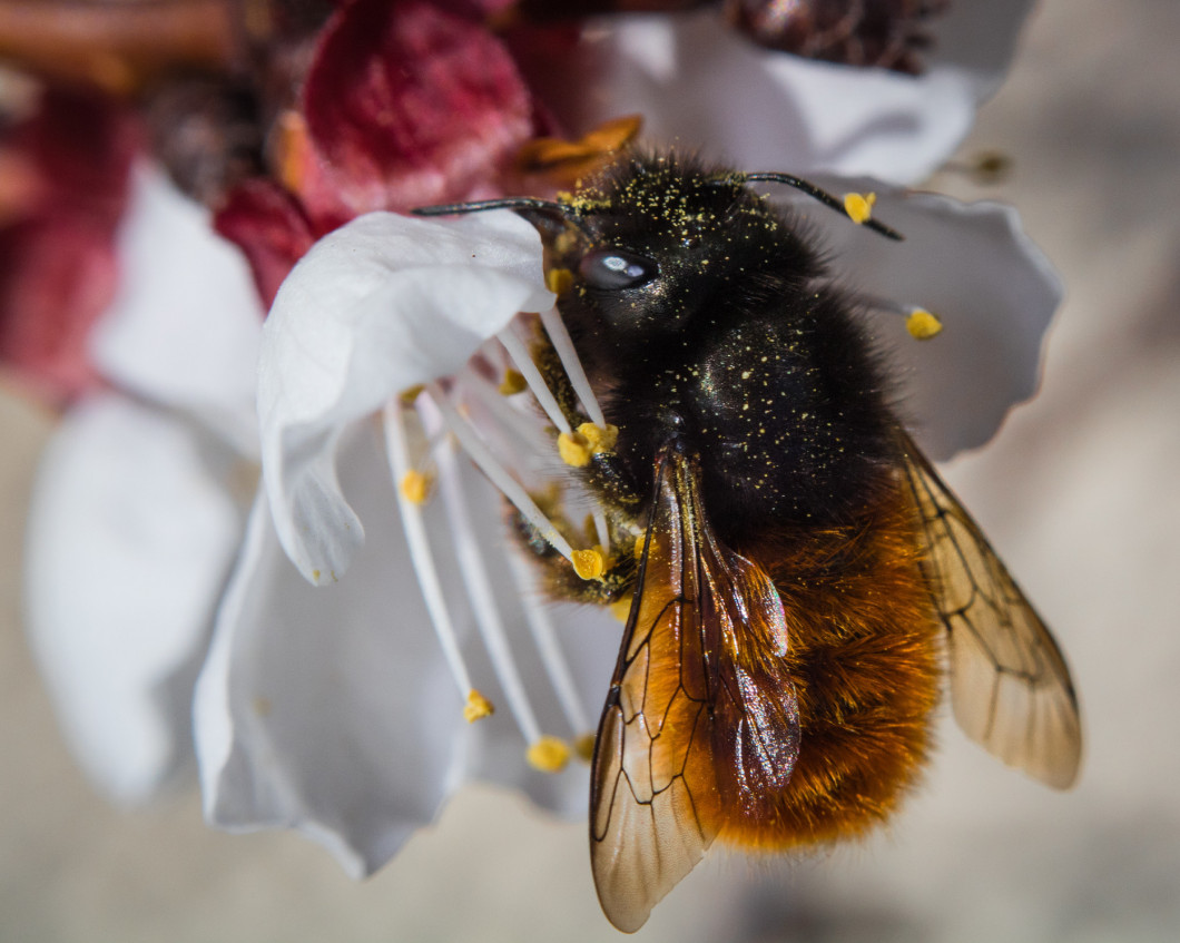 Closeup shot of a honeybee with a blurred background