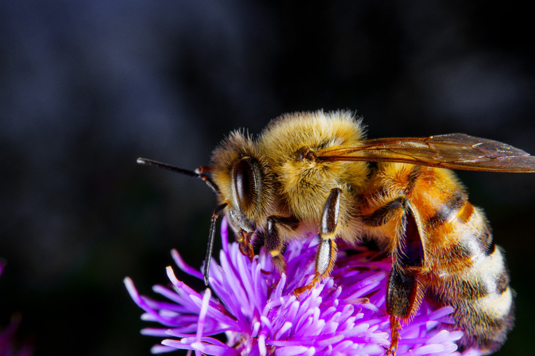 Bee on a flower