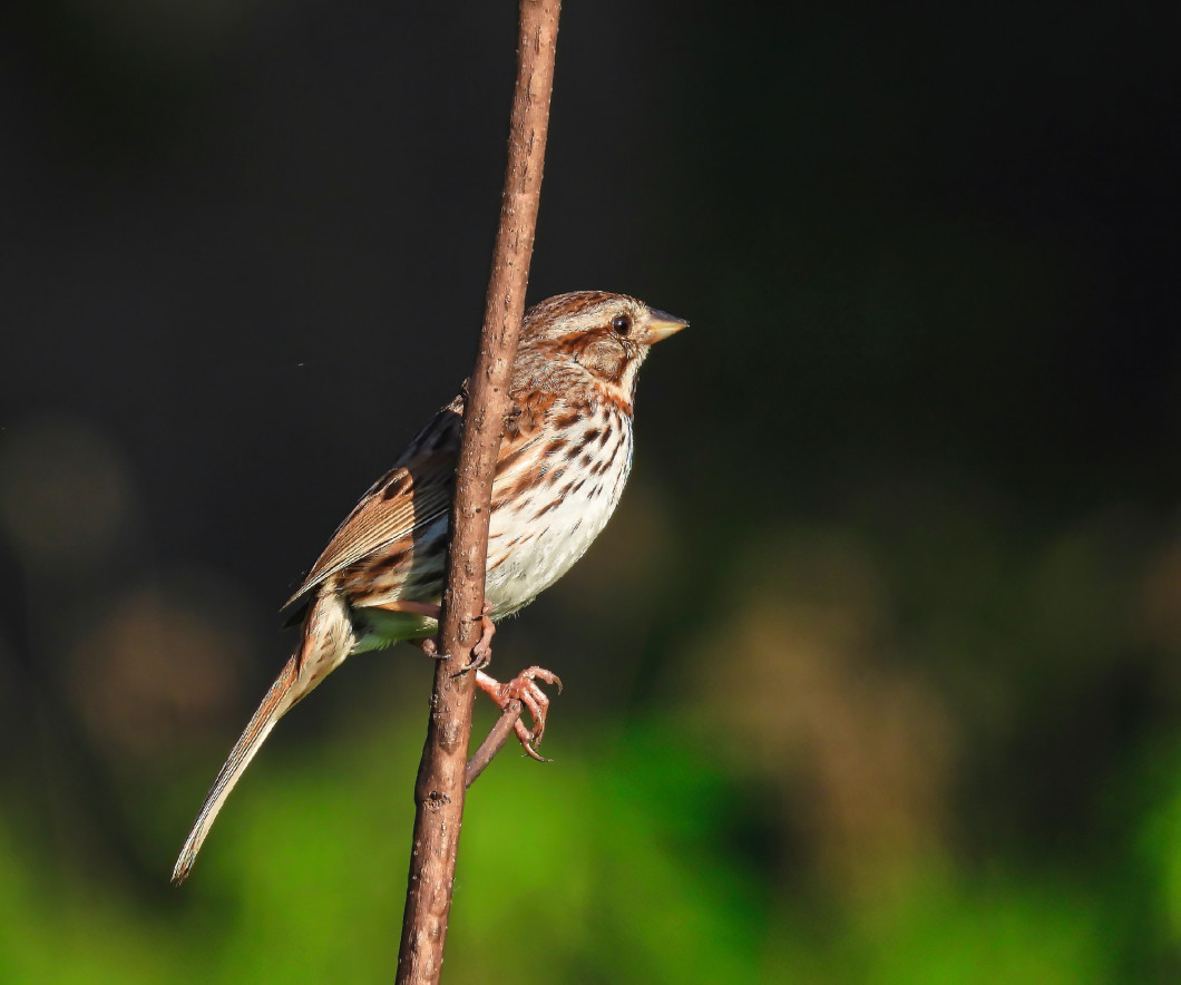 Juvenile Chipping Sparrow Bird  Balancing on a Slim Branch