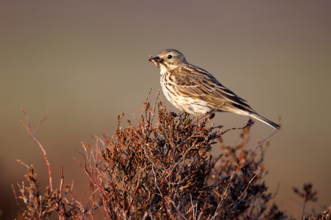 Meadow pipit, Anthus pratensis