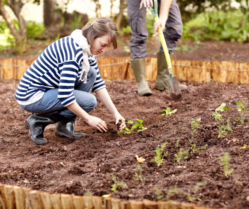 Carefully placing each plant. Casual young woman planting seedlings in her vegetable garden.