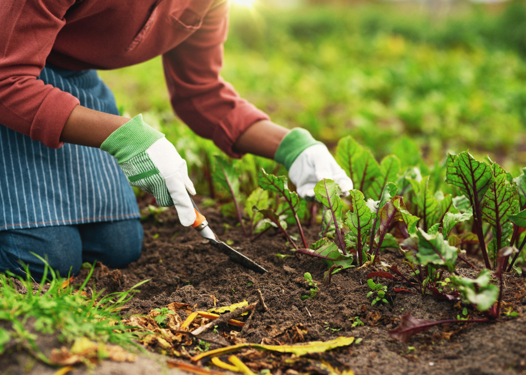 You reap what you sow. an unrecognizable male farmer planting seeds in his vineyard.