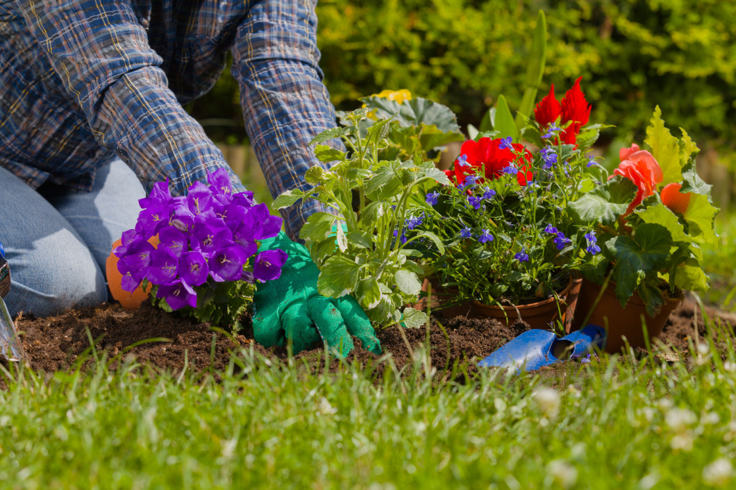 Planting flowers in the garden home 