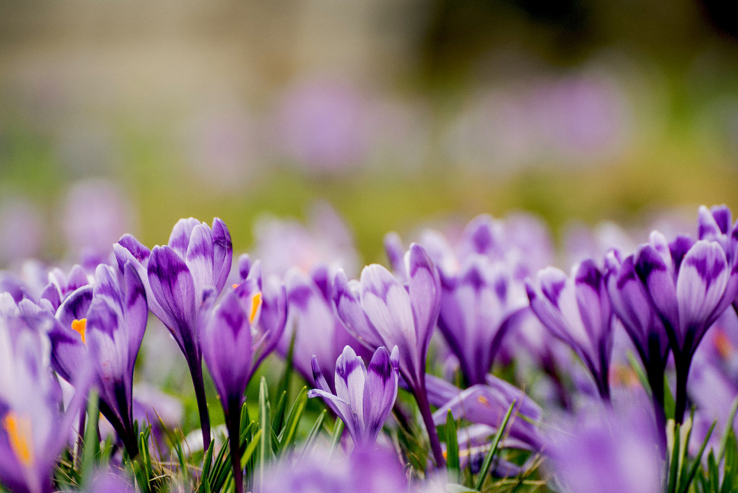 Spring crocus flowers