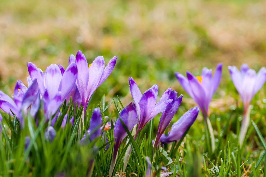 Purple crocus flowers blooming on spring meadow