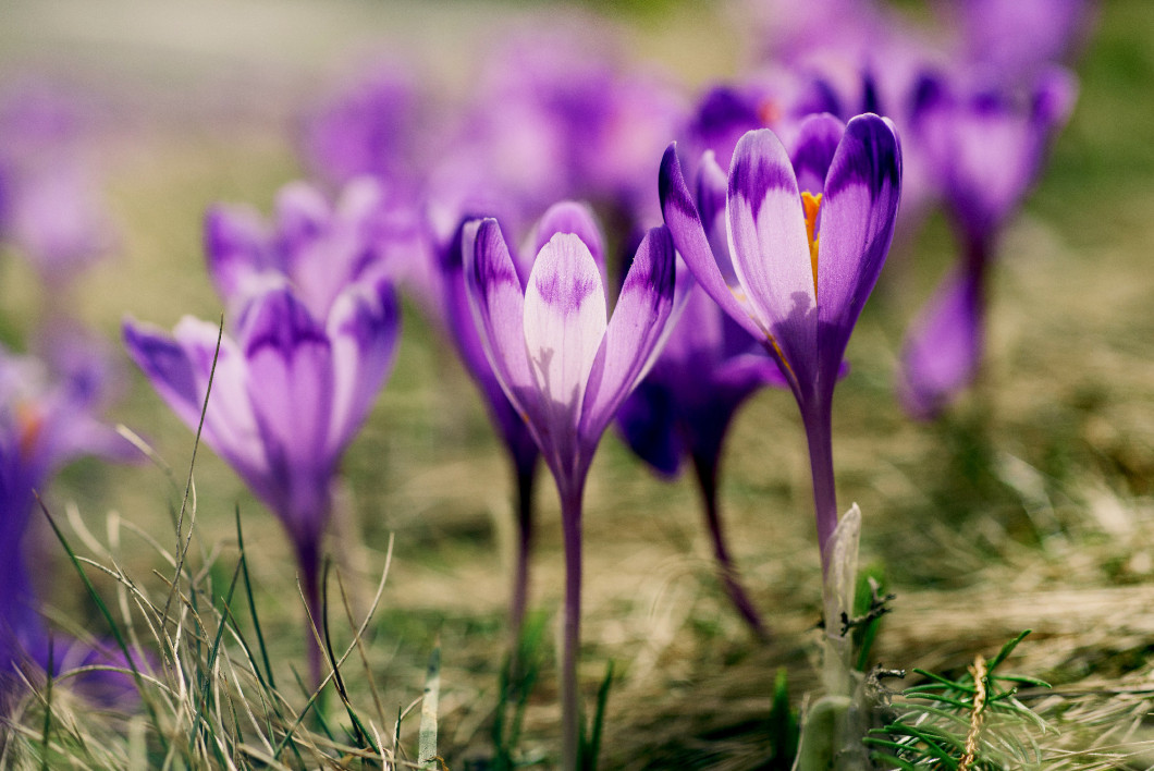 Spring crocus flowers