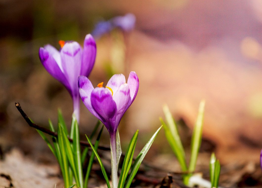 View of magic blooming spring flowers crocus heuffelianus growin