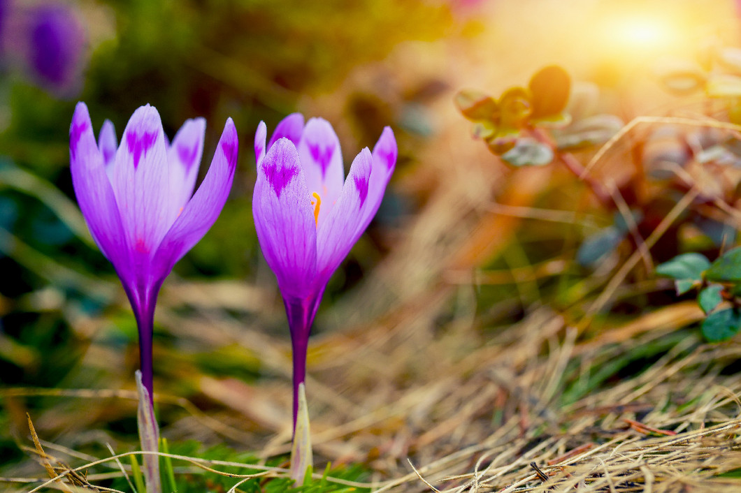 Purple crocus flowers in snow awakening in spring