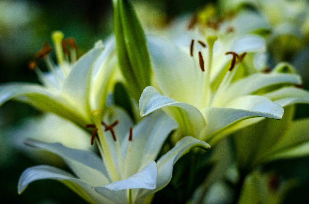 white lily flower garden