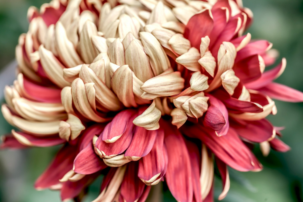 Closeup Chrysanthemum