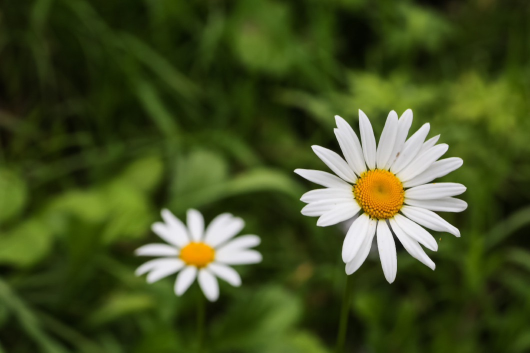 Two of Daisy flower growing in a garden among .