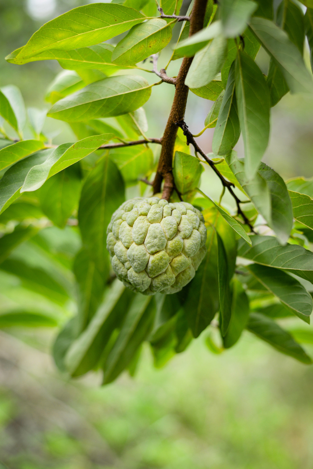 fresh Sugar Apple on tree or green custard apple