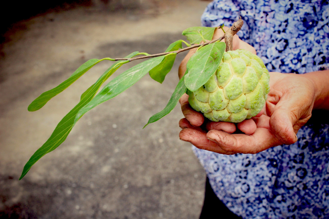 Sugar apple on hand