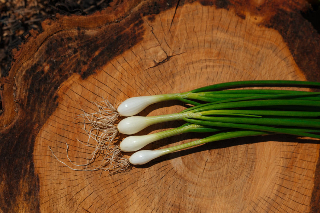 Green onion with root on a wooden saw cut tree