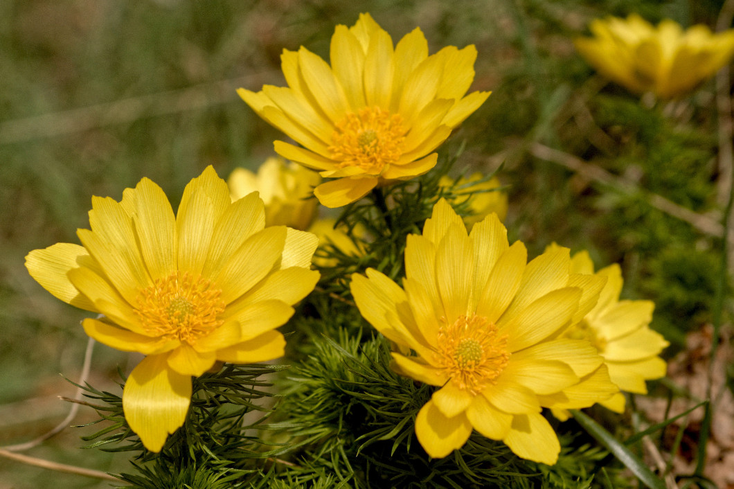 Fleur d'adonis vernalis