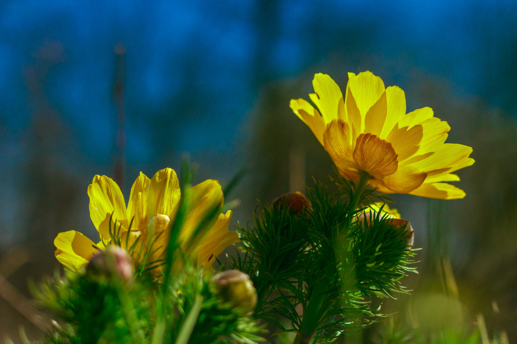 Adonis vernalis is a perennial flowering plant in steppe. Early spring flowers. Beautiful yellow wildflowers. Spring mood. Blooms in early spring