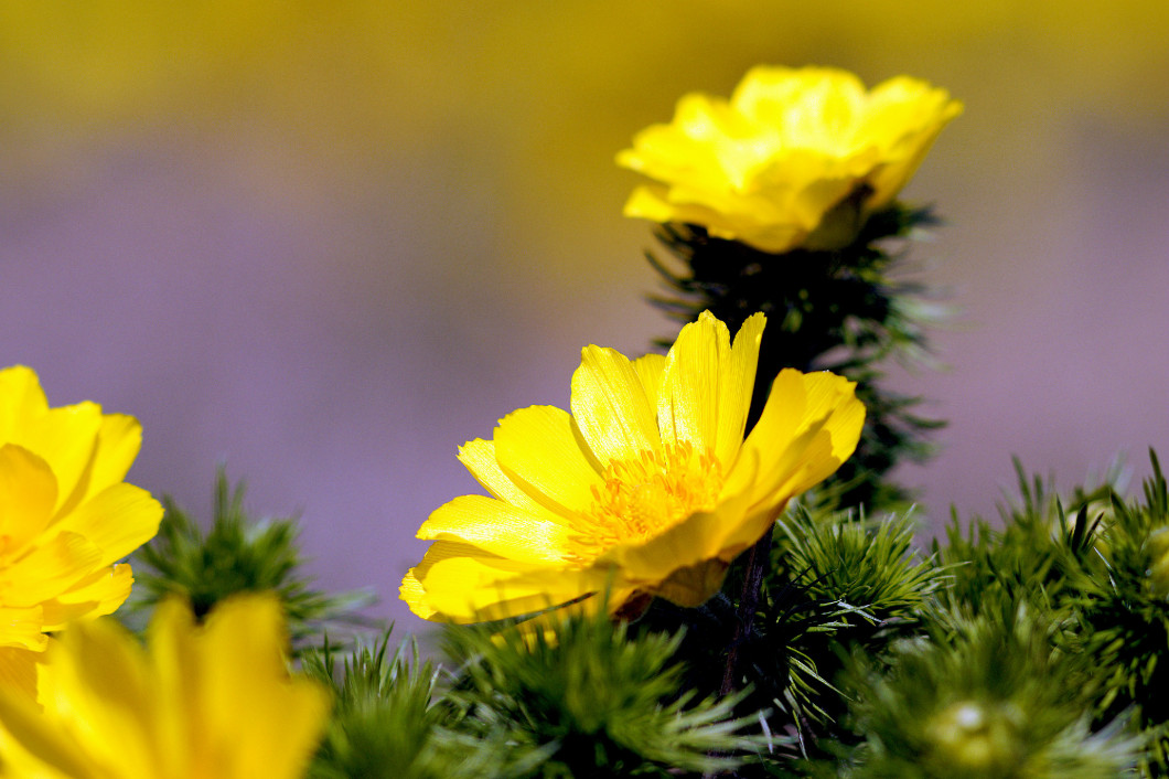 detail of Adonis vernalis