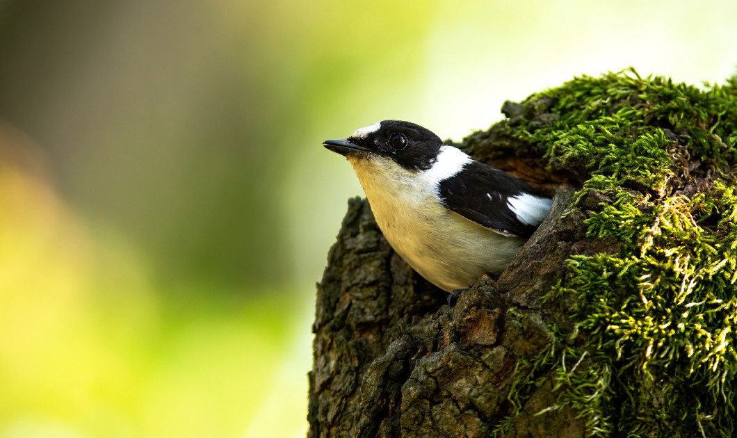 European pied flycatcher peeping out from the hollow in the moss