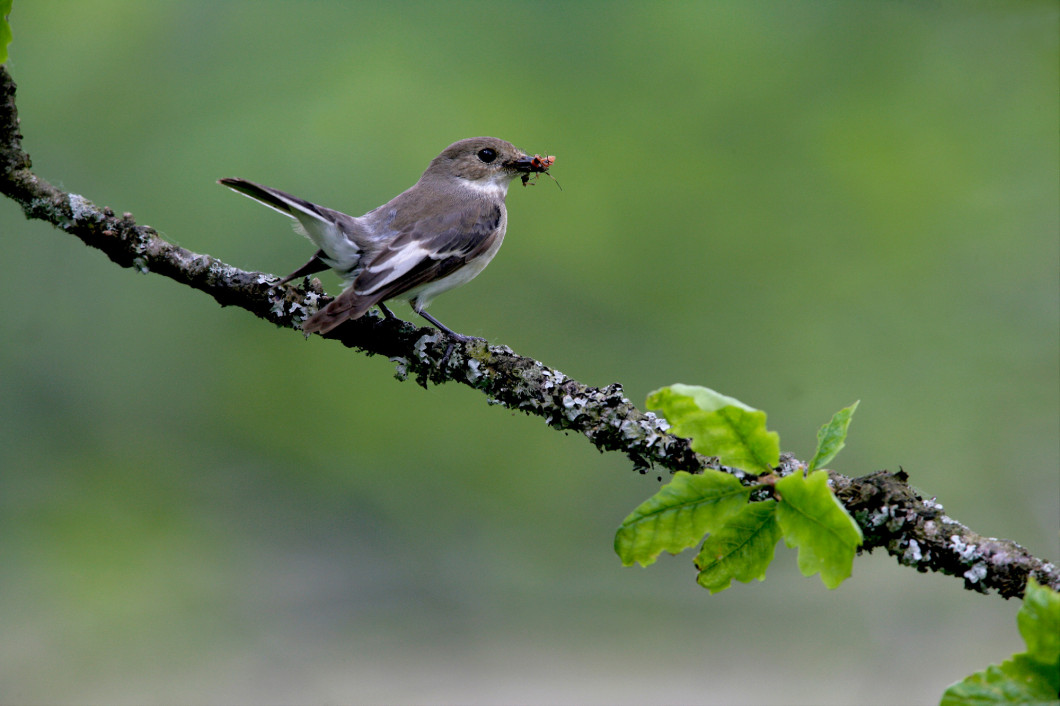 Pied flycatcher, Ficedula hypoleuca