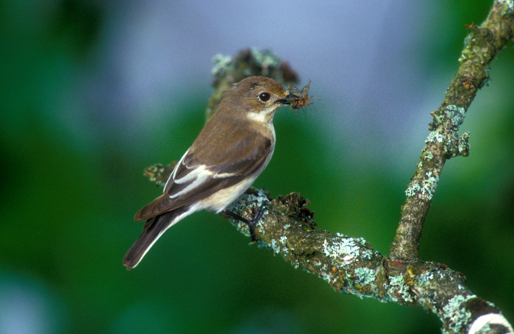 Pied flycatcher,  Ficedula hypoleuca