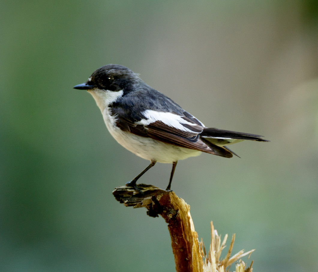 Pied Flycatcher (Ficedula hypoleuca).