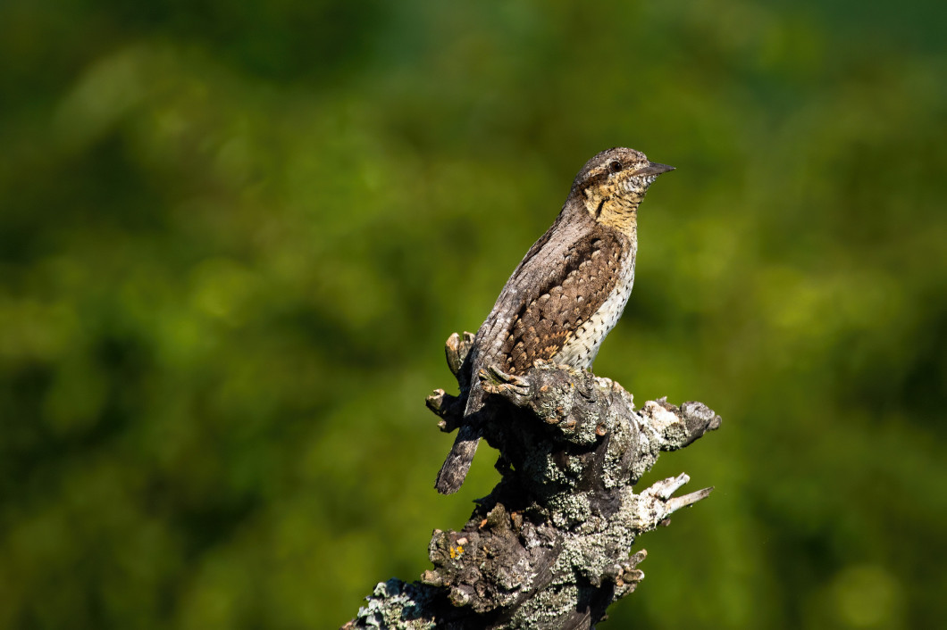 Eurasian wryneck sitting on a branch in spring nature