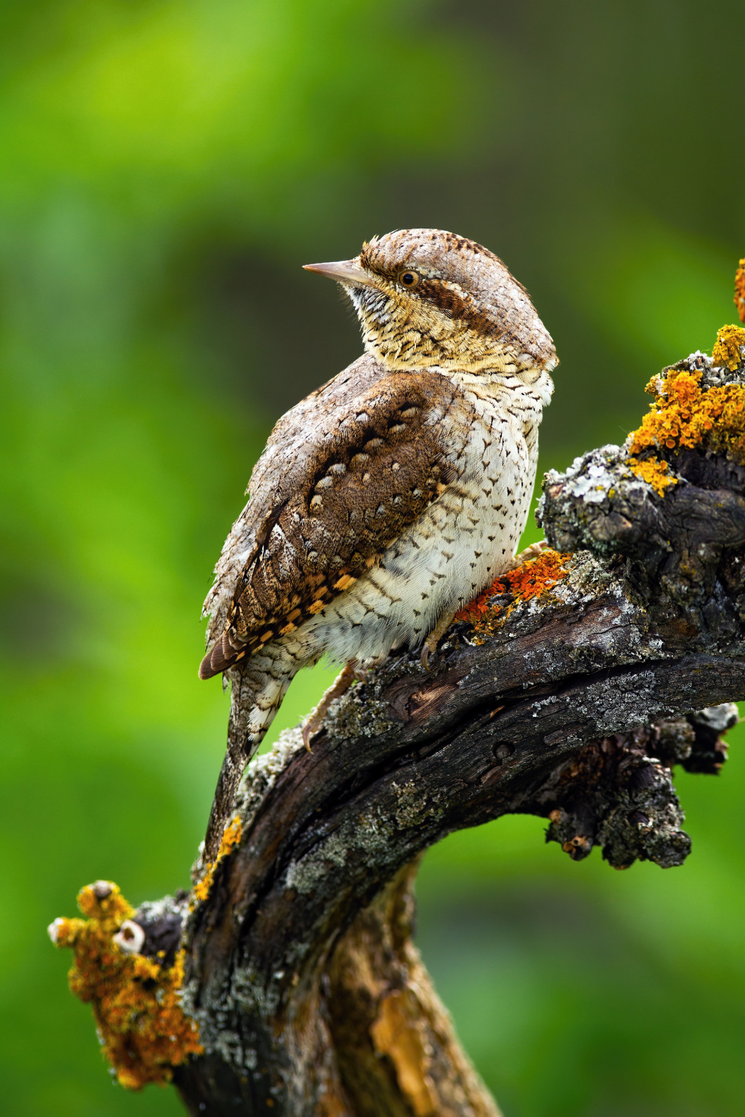 Eurasian wryneck sitting on branch in summer nature