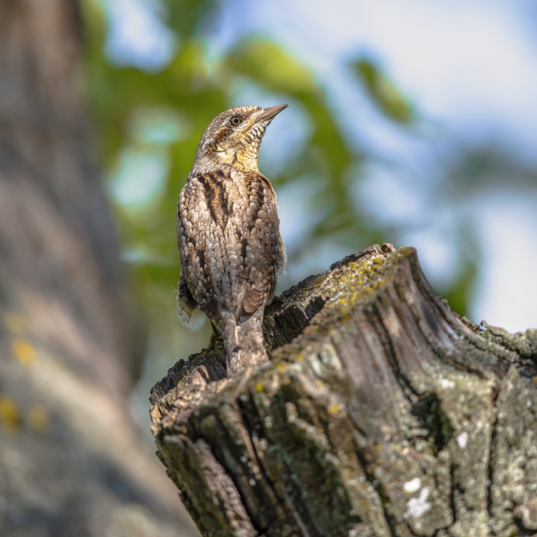 Eurasian wryneck camouflaged bird in breeding habitat