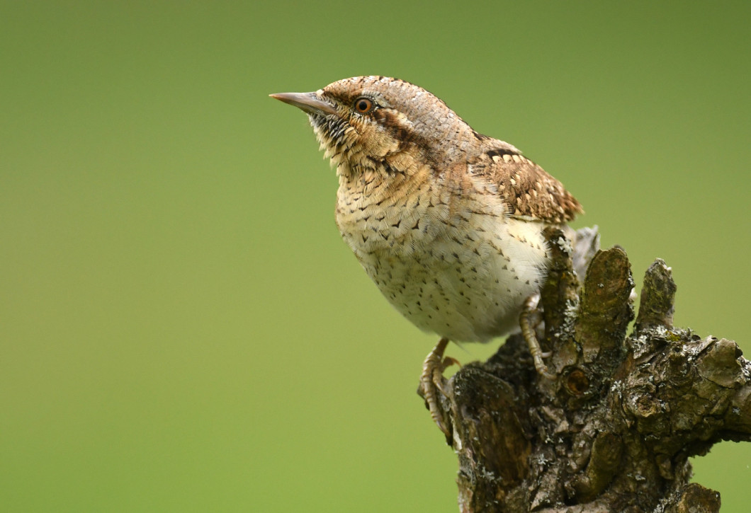 Wryneck (Jynx torquilla)