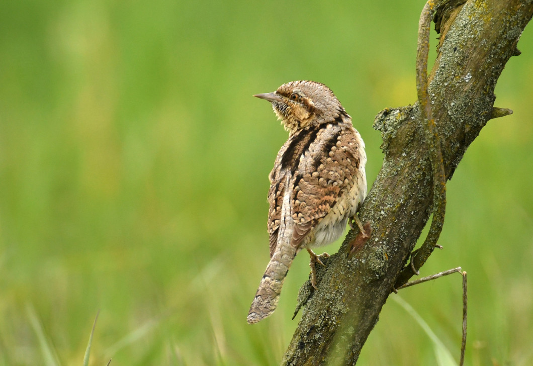 Wryneck (Jynx torquilla)