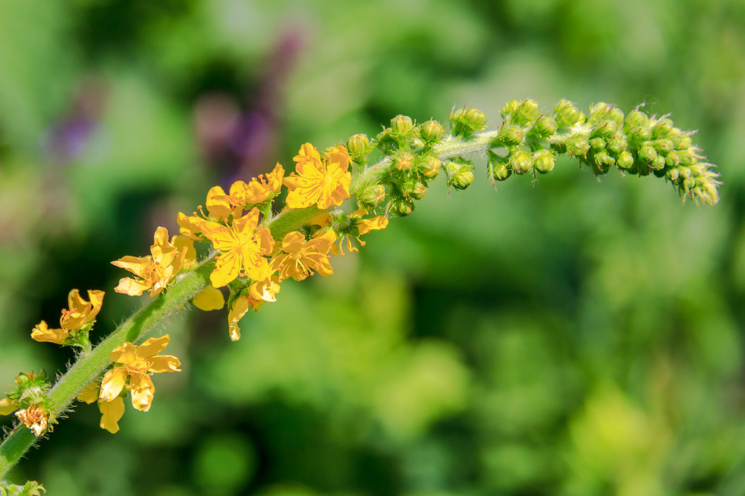 Agrimony. Yellow little flowers in spikelet close-up.