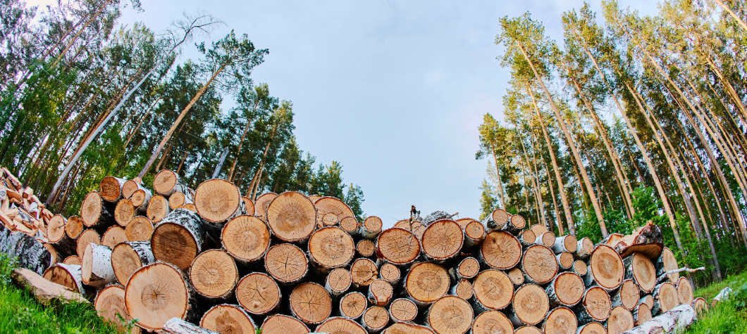 A large pile of felled trees on the edge of the forest. The sawn pine is piled up. Cut down the forest for fuel