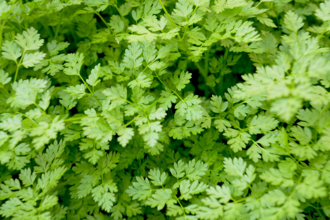 Natural background flowers, leaves, green, nature, color