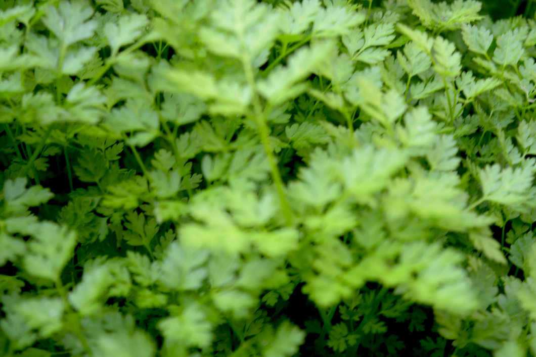 Natural background flowers, leaves, green, nature, color