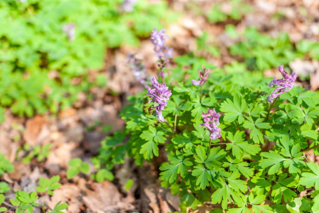 close up of corydalis flower in frankfurt, germany