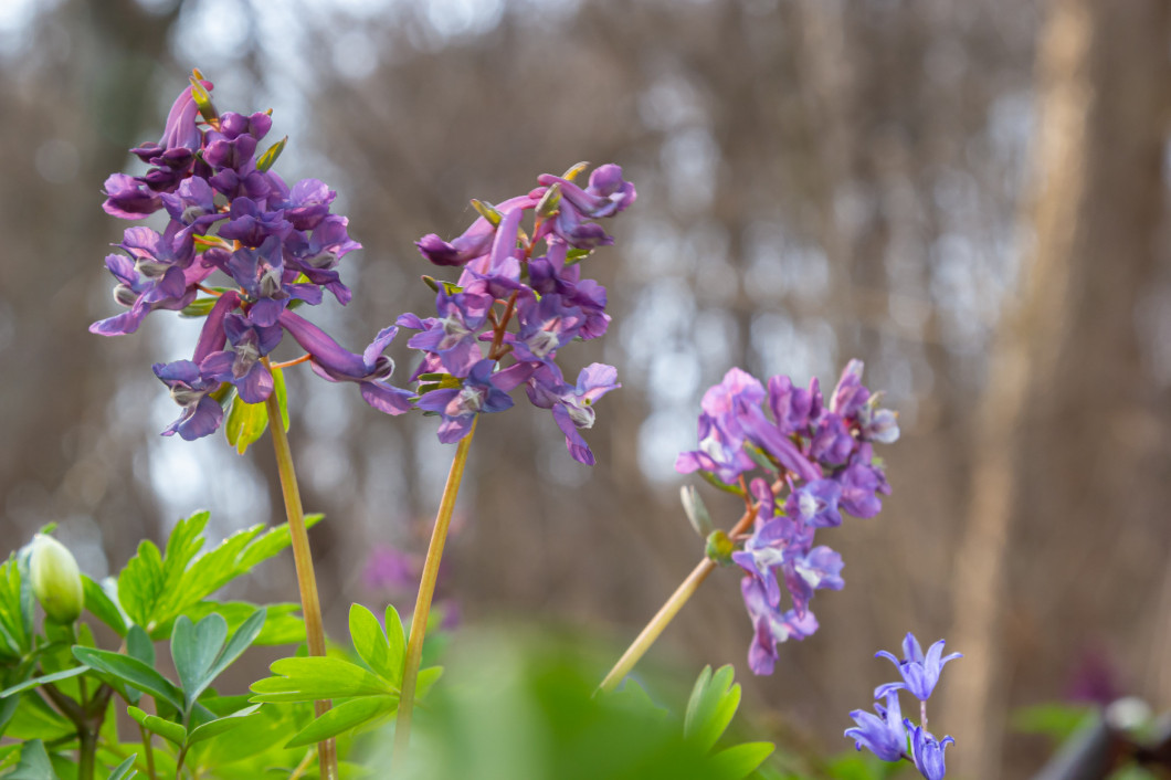 Hollow-root, Corydalis cava, blooming on the forest floor in a park during spring