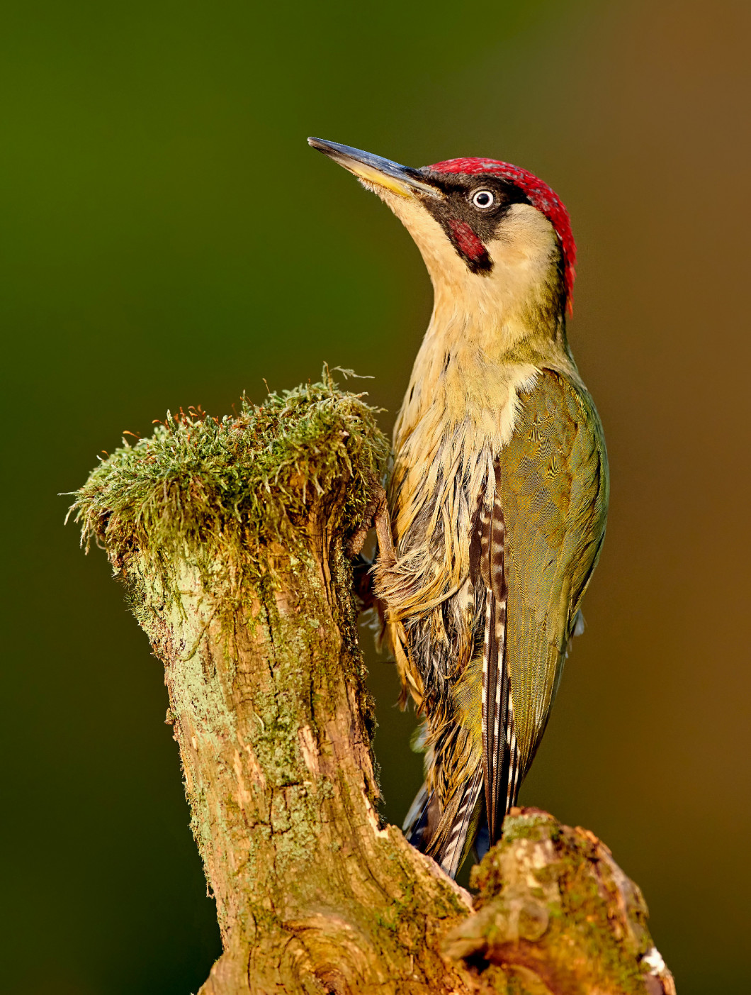 Green wodpecker (Picus viridis)