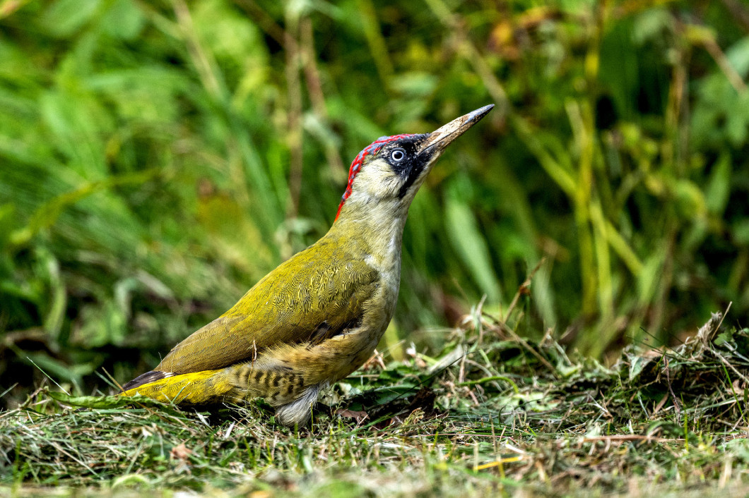 European green woodpecker (Picus viridis) in the meadow. Bieszcz