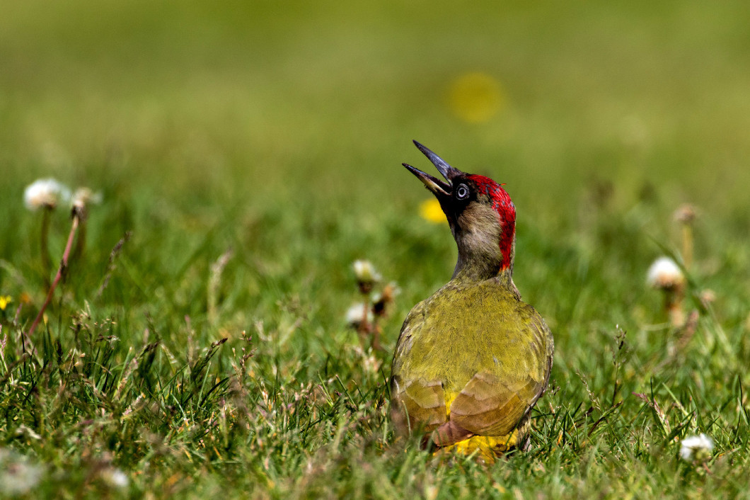 Green woodpecker in spring