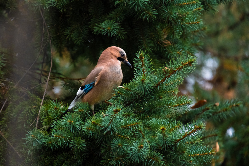 Close-up of Eurasian Jay, birds in wildlife